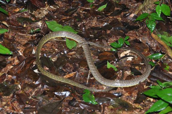 Uma Caninana de quase três metros, morta, na FLONA, comunidade de São Domingo, região de Alter do Chão - PA
